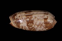 藏品(橙口榧螺)的圖片